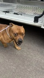 An adult large-sized male Mixed Breed dog named Mr T for adoption in Dallas, TX