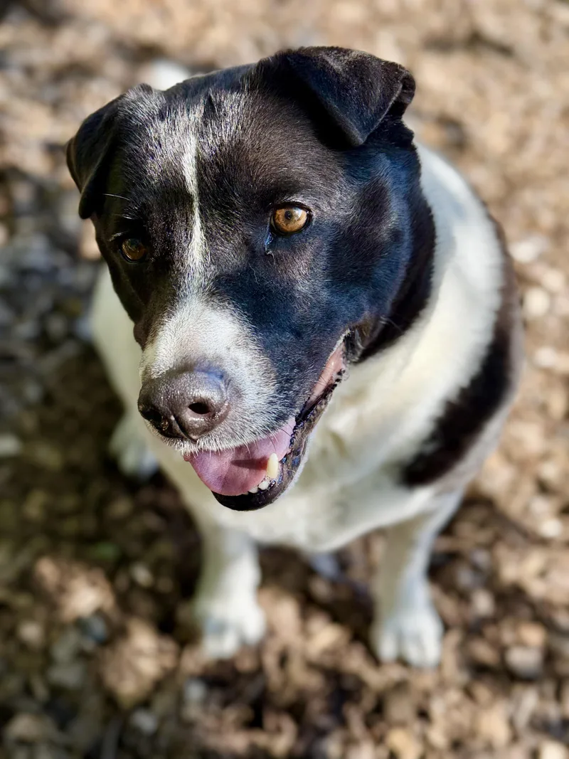 A senior large-sized male Black Mixed Breed dog named Reuben for adoption in Columbia, MD