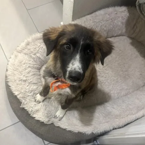 A baby large-sized male Great Pyrenees dog named Baloo for adoption in Pflugerville, TX