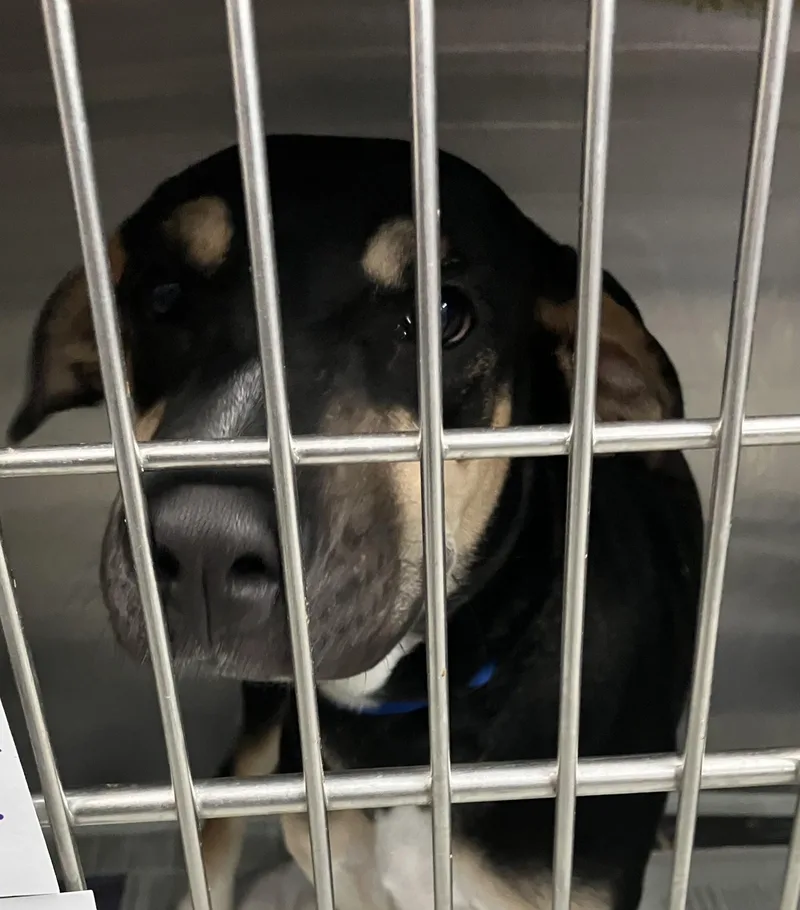 A baby medium-sized male Yellow / Tan / Blond / Fawn Hound dog named Leo for adoption in Parma, OH