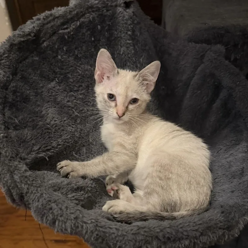 A baby small-sized female Siamese cat named Izma for adoption in Bentonville, AR
