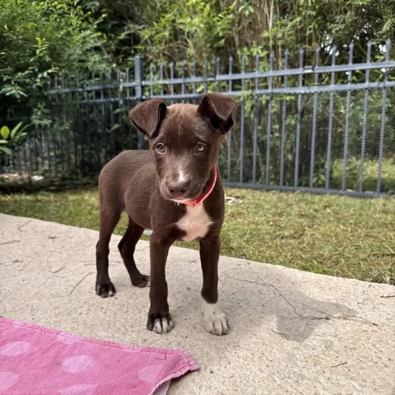 A baby small-sized female Brown / Chocolate Chocolate Labrador Retriever dog named Relish for adoption in Baton Rouge, LA