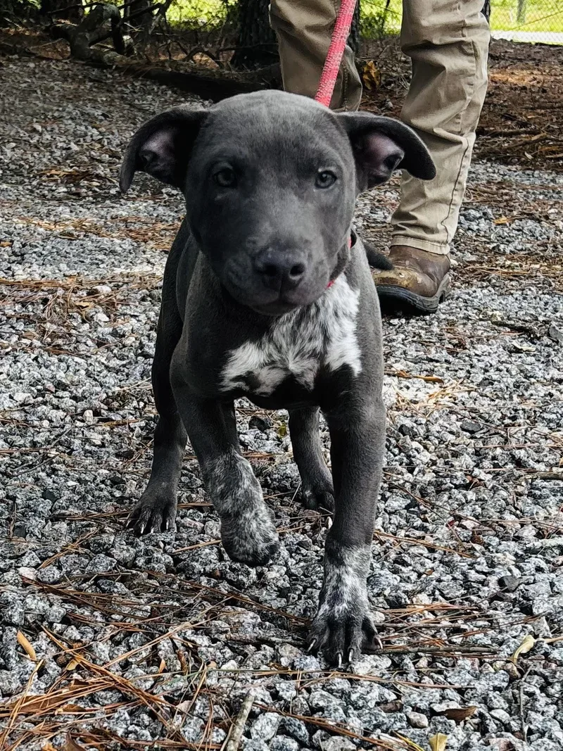 A baby medium-sized male Black Australian Cattle Dog / Blue Heeler dog named MAX just a  for adoption in Charlottesville, VA