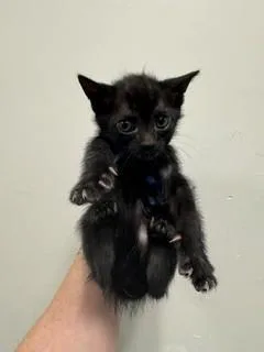 A baby small-sized female Domestic Short Hair cat named Aisha for adoption in Miami, FL