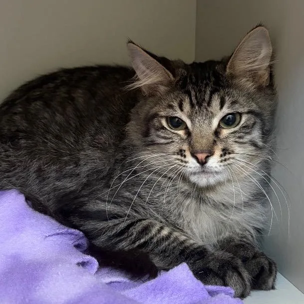 A baby medium-sized male Domestic Medium Hair cat named Kirby for adoption in Sarasota, FL