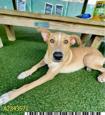 A young medium-sized male Mixed Breed dog named Fergus for adoption in West Palm Beach, FL