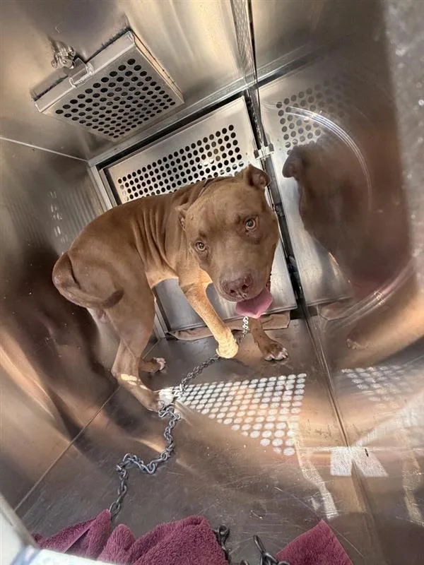 An adult extra large-sized male American Staffordshire Terrier dog named Jericho for adoption in Austin, TX