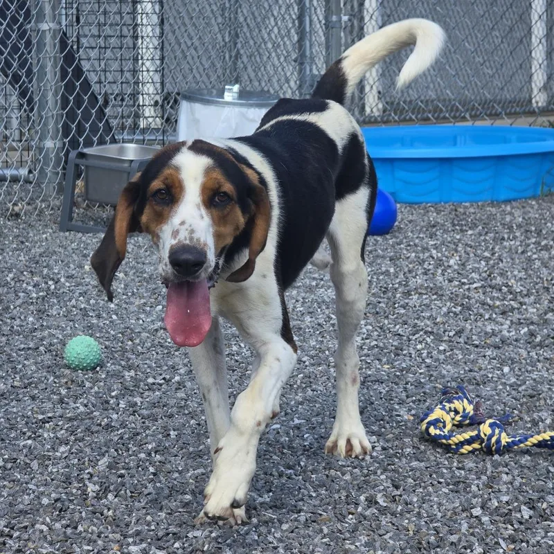 A young large-sized male Black Treeing Walker Coonhound dog named Ranger for adoption in Walnut Cove, NC