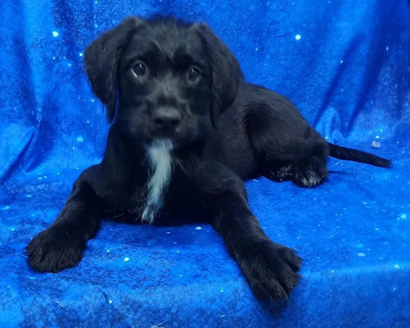 Daisy