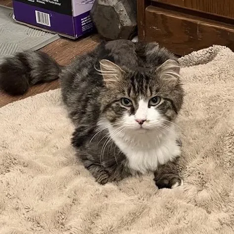 An adult large-sized male Brown / Chocolate Domestic Long Hair cat named Taka for adoption in Mount Laurel, NJ