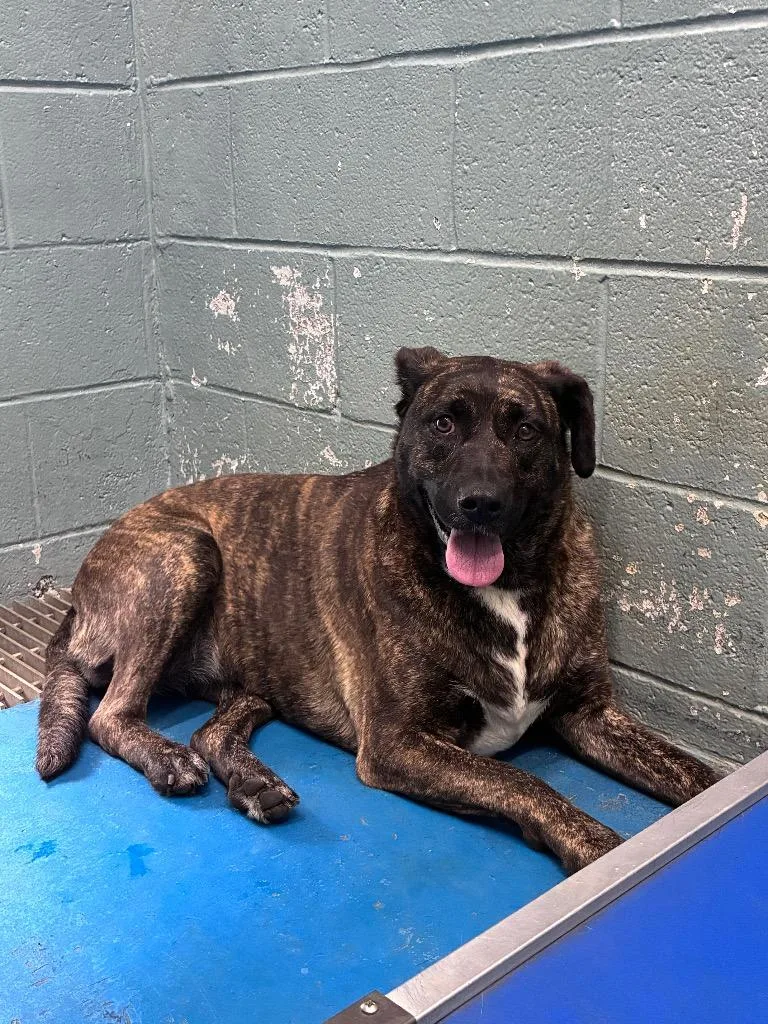 An adult medium-sized female Mixed Breed dog named Chubbs for adoption in Danielsville, GA