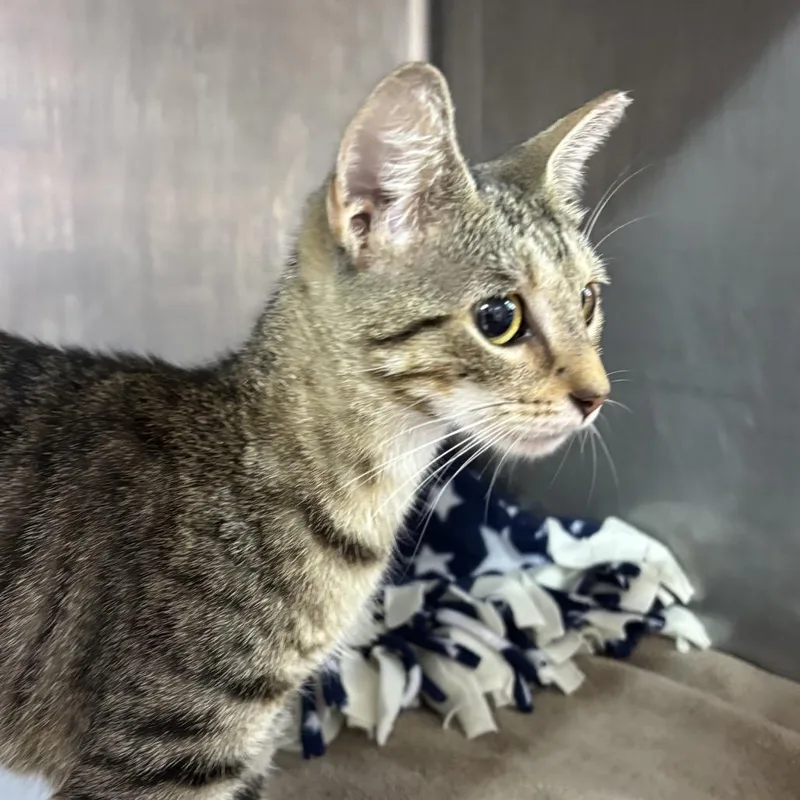A young medium-sized female Brown / Chocolate Domestic Short Hair cat named Michelle for adoption in Hamburg, NY