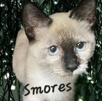 A baby medium-sized female Siamese cat named Smores yesplease for adoption in Houston, TX