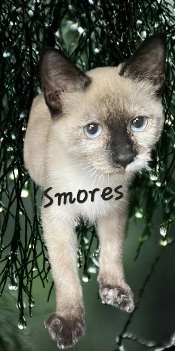 Smores yesplease thumbnail 2