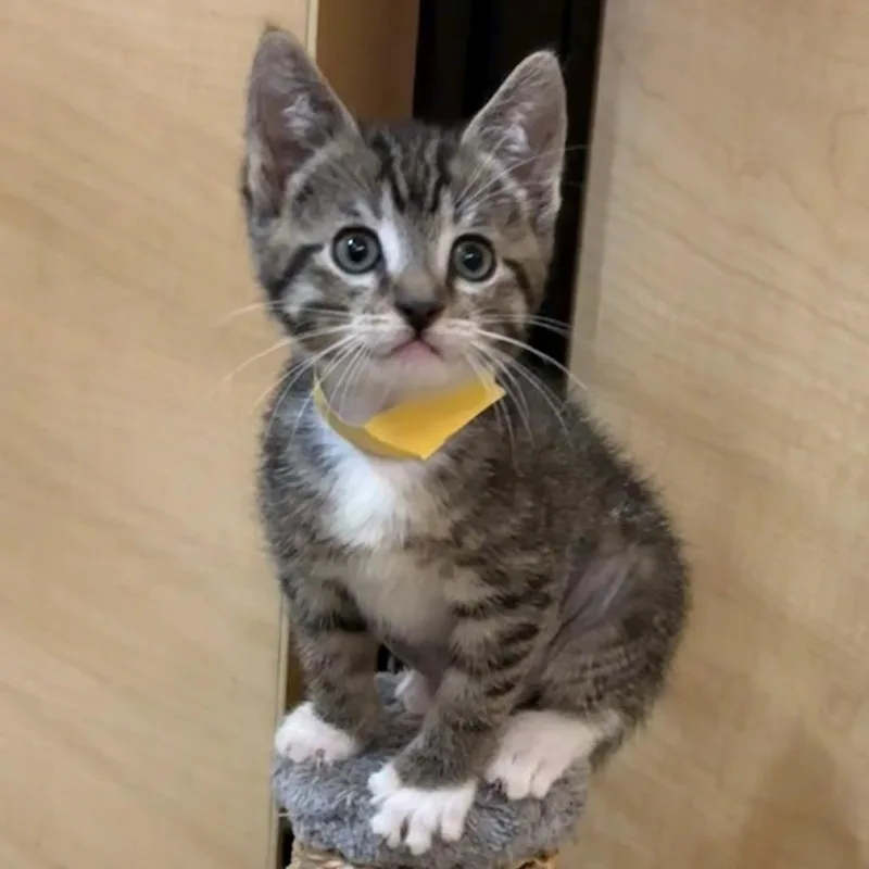A baby small-sized female Brown / Chocolate Domestic Short Hair cat named Isabella for adoption in San Gabriel, CA