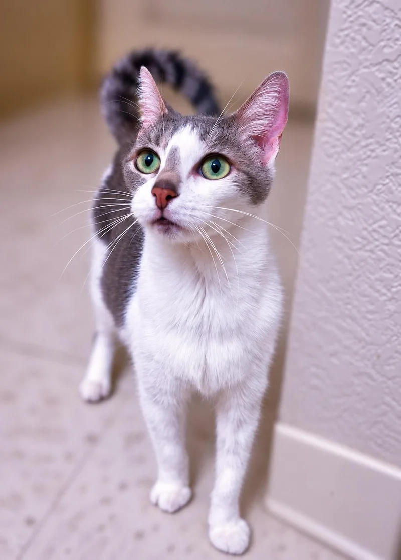 An adult medium-sized female Gray & White Domestic Short Hair cat named Lady Raincorn for adoption in Fresno, CA