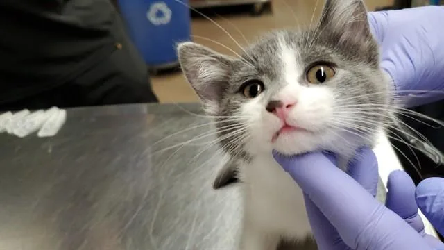 A baby medium-sized female Domestic Short Hair cat named Fluffy for adoption in Aurora, IL