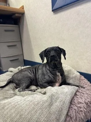 A senior small-sized female Cocker Spaniel dog named Thea Lynn for adoption in King William, VA