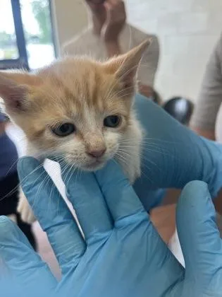 A young small-sized male Domestic Short Hair cat named Timmy for adoption in Baton Rouge, LA