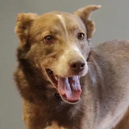 A senior medium-sized female Brown / Chocolate Border Collie dog named Luna for adoption in Rapid City, SD