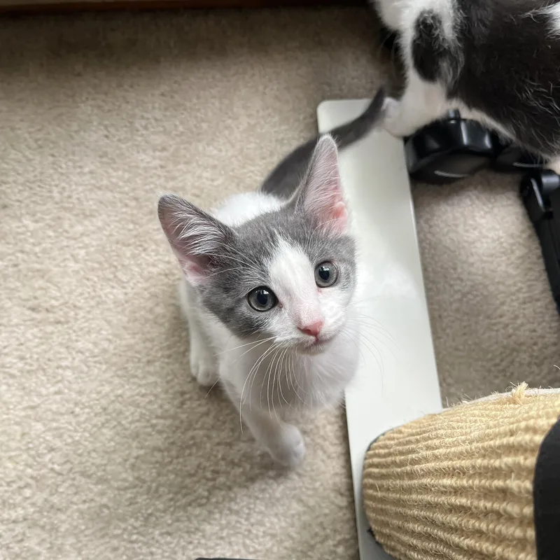 A baby medium-sized male Gray & White Domestic Short Hair cat named Tommy for adoption in Columbus, OH