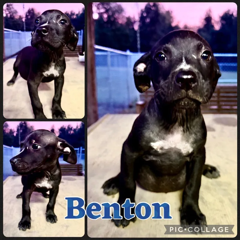 A baby small-sized male Pit Bull Terrier dog named Benton for adoption in Opelika, AL