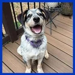 A baby medium-sized male Merle (Blue) Australian Cattle Dog / Blue Heeler dog named Sherlock for adoption in Sudbury, MA
