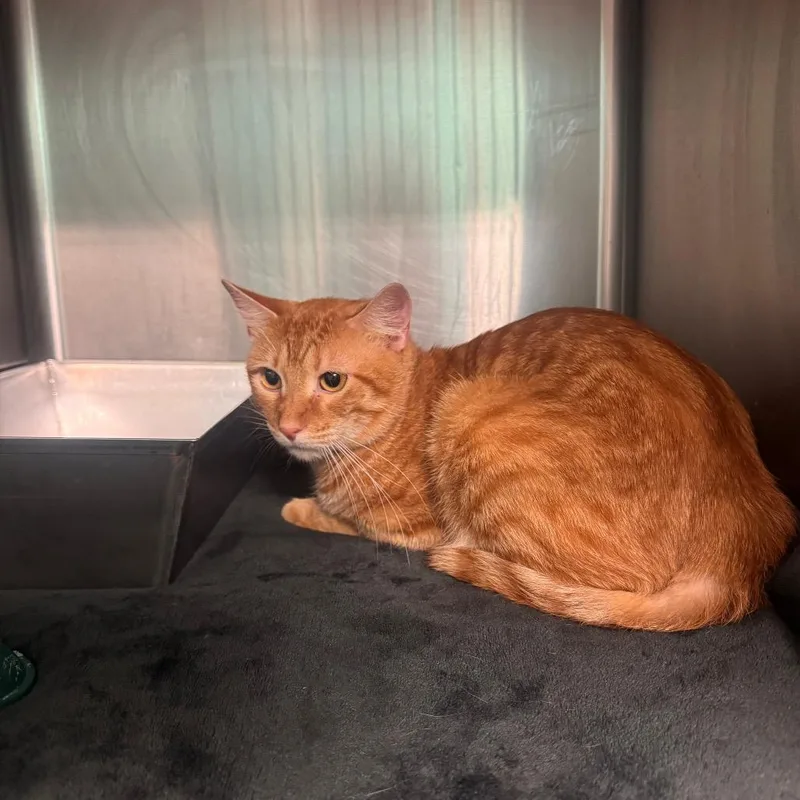 An adult medium-sized male Orange / Red Domestic Short Hair cat named Larry for adoption in Lake Jackson, TX