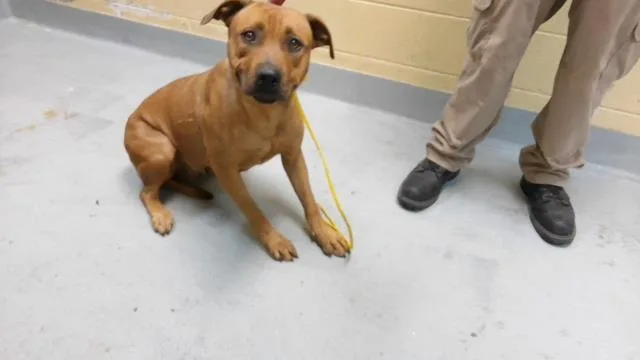 An adult medium-sized female Pit Bull Terrier dog named Margo for adoption in Tulsa, OK