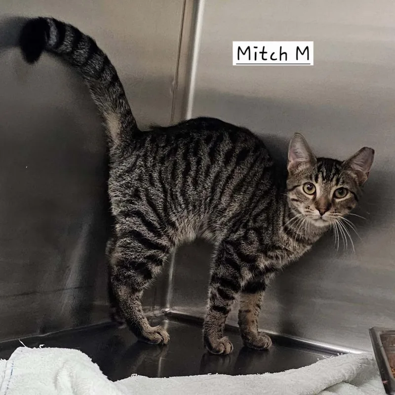 A young small-sized male Brown / Chocolate Domestic Short Hair cat named Mitch for adoption in Rocky Mount, VA