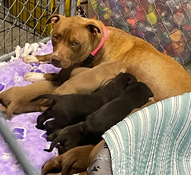 A young large-sized female Pit Bull Terrier dog named Nala for adoption in Discovery Bay, CA