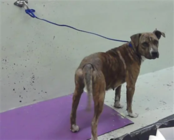 An adult medium-sized female Staffordshire Bull Terrier dog named Sunshine for adoption in Houston, TX