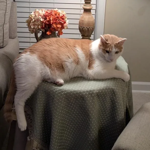 An adult extra large-sized male Orange / Red Domestic Short Hair cat named Kelce for adoption in Mocksville, NC