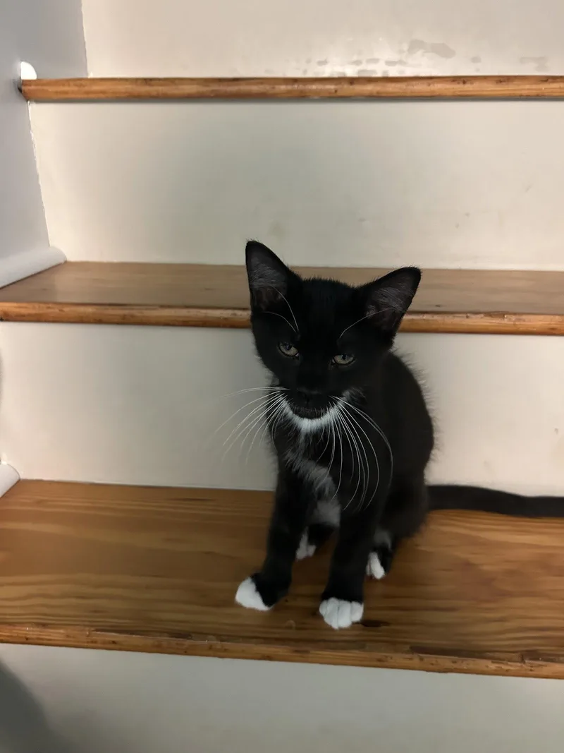 A baby medium-sized male Black & White / Tuxedo Domestic Short Hair cat named Mango for adoption in Stewartsville, NJ