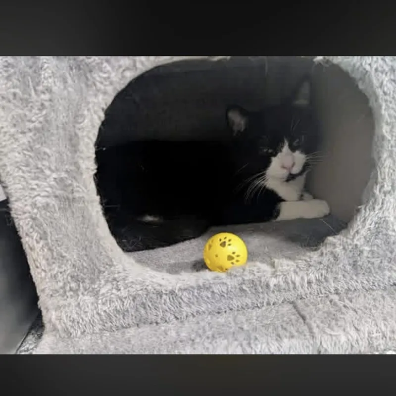 A young medium-sized male Black & White / Tuxedo Domestic Short Hair cat named Noctis for adoption in Hudsonville, MI