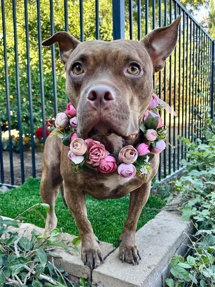 An adult medium-sized female Pit Bull Terrier dog named Gryffin for adoption in Redlands, CA