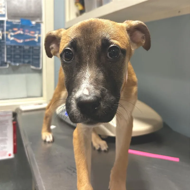 A baby medium-sized female Yellow / Tan / Blond / Fawn Mixed Breed dog named Honey Butter for adoption in Chattanooga, TN