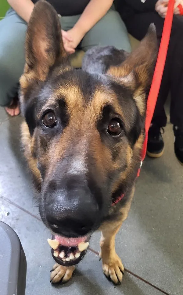An adult large-sized male German Shepherd Dog dog named Pen  Ginger for adoption in Lawrenceville, GA