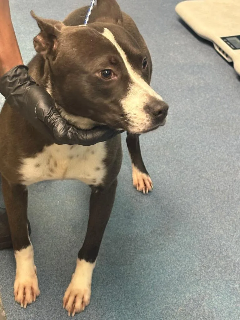 A young medium-sized female Mixed Breed dog named Cornelius for adoption in Effingham, SC