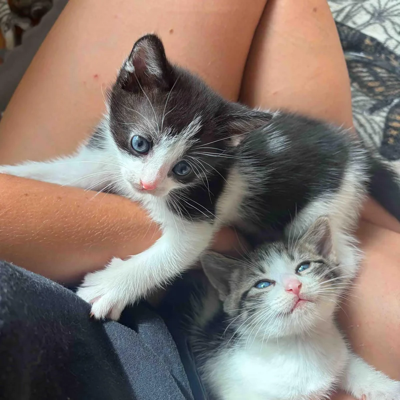 A baby medium-sized male Black & White / Tuxedo Domestic Short Hair cat named Waylon and Willie for adoption in Stamford, CT