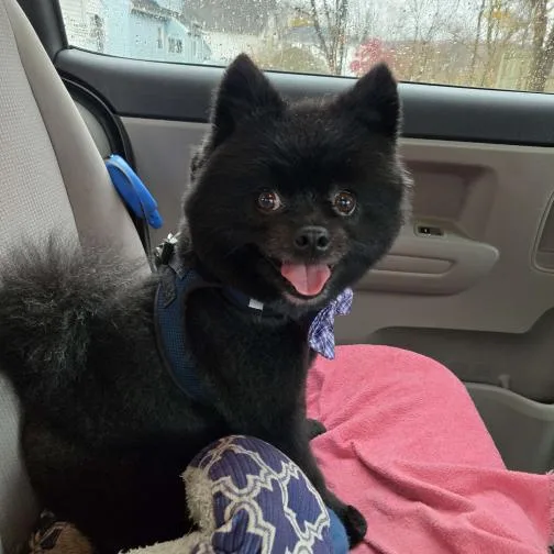 An adult small-sized male Black Pomeranian dog named Benny for adoption in Bedford, NH