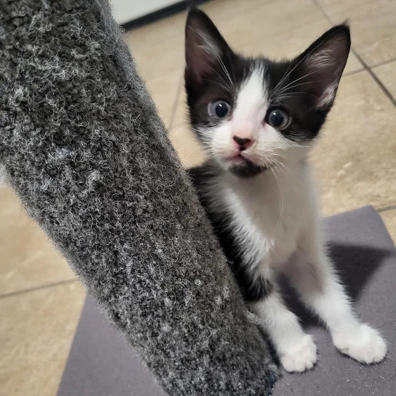 A baby small-sized male Black Domestic Short Hair cat named Oreo for adoption in Edinburg, TX