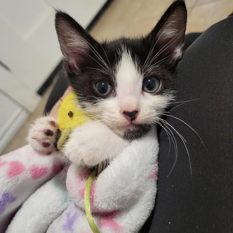 Oreo thumbnail 2