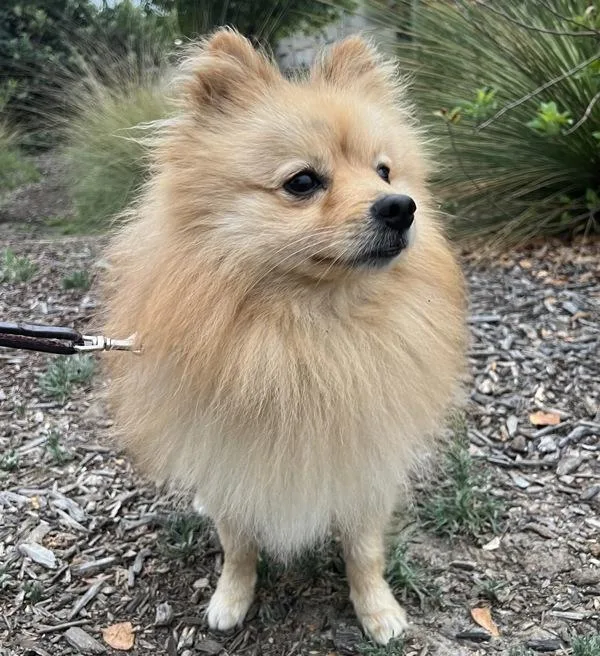 Tony Tony Chopper thumbnail 3