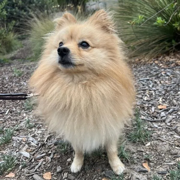 Tony Tony Chopper thumbnail 4