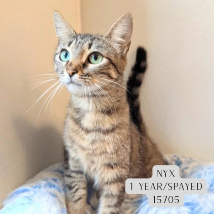 Nyx