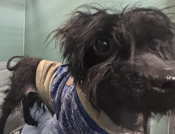 An adult small-sized male Mixed Breed dog named Fig Tree for adoption in New York, NY