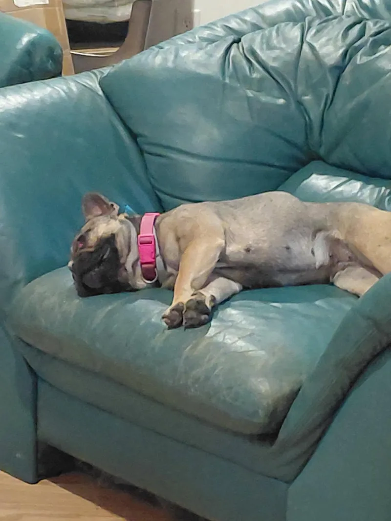 A young small-sized female Yellow / Tan / Blond / Fawn French Bulldog dog named Violet Cauliflower for adoption in Millerstown, PA