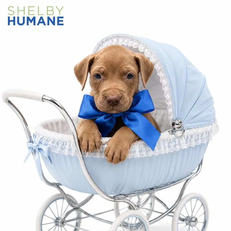 A baby small-sized male Brown / Chocolate Mixed Breed dog named Jumba for adoption in Columbiana, AL