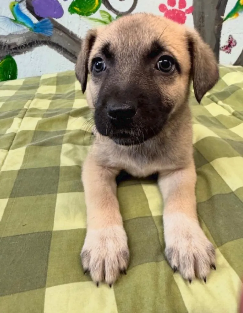 A baby medium-sized female Mixed Breed dog named Raz for adoption in Brookhaven, MS